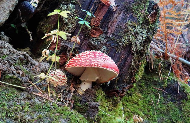 2021_IMG_6762x_Amanita muscaria